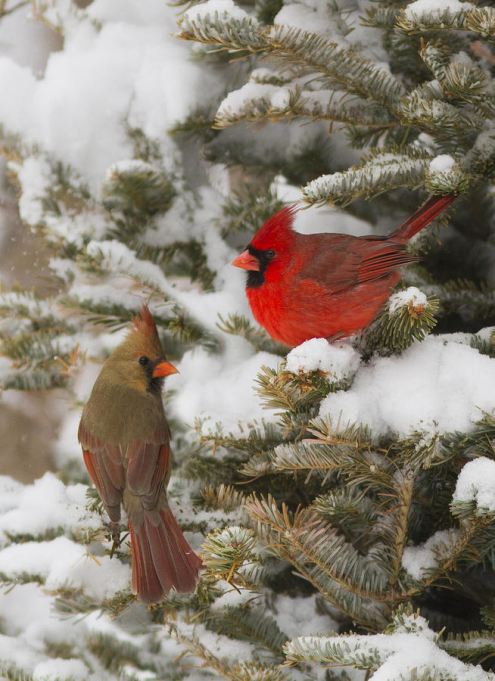 Cardinals Winter Wonderland at Busch Stadium